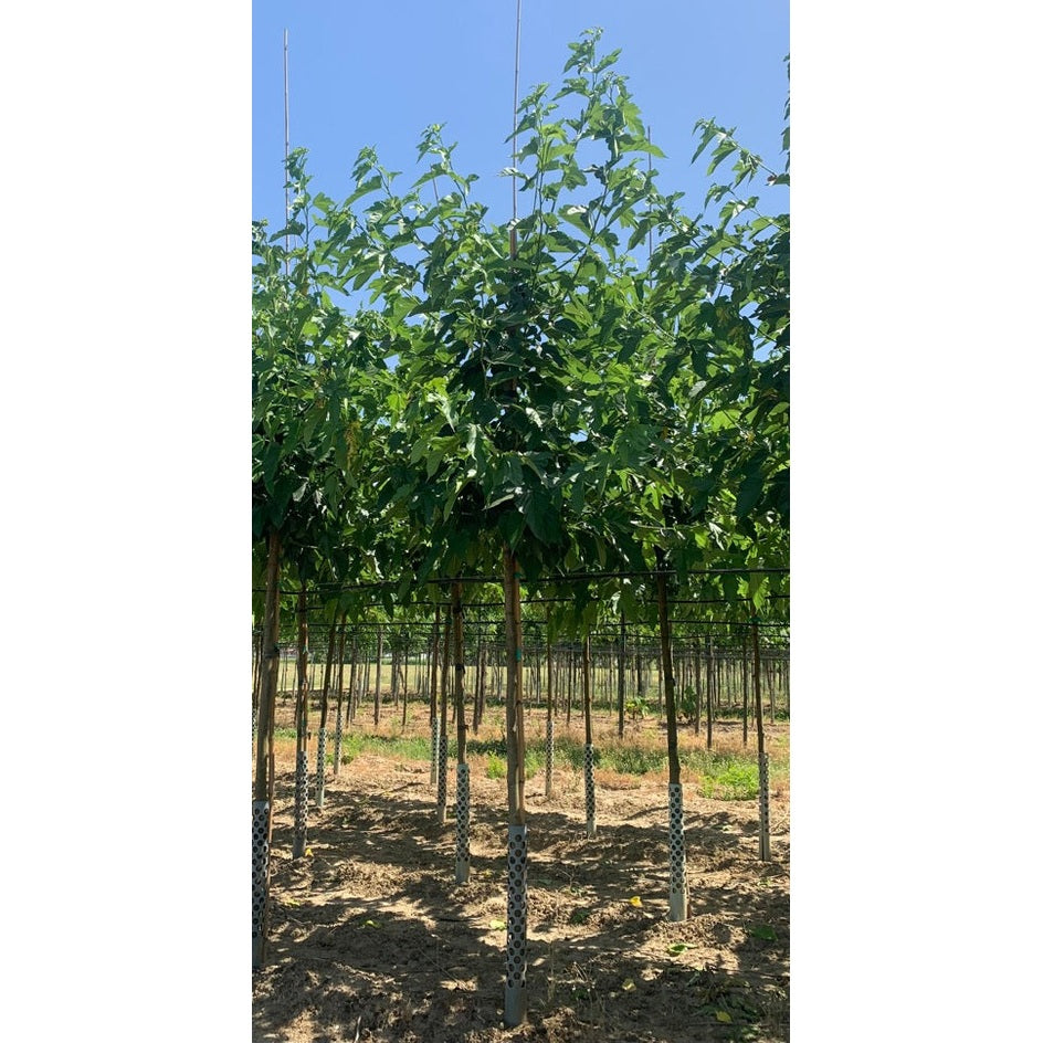 Valkoinen mulperi - Morus alba &