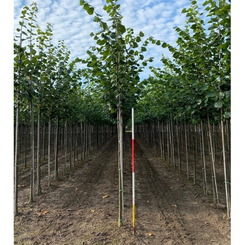 Parklind - Tilia europaea &