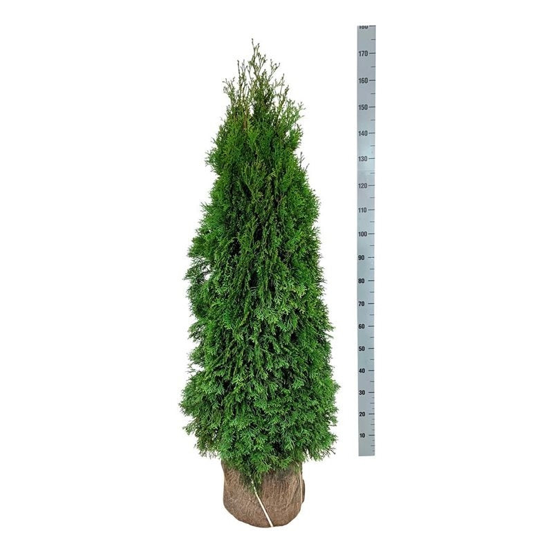Thuja occ. &