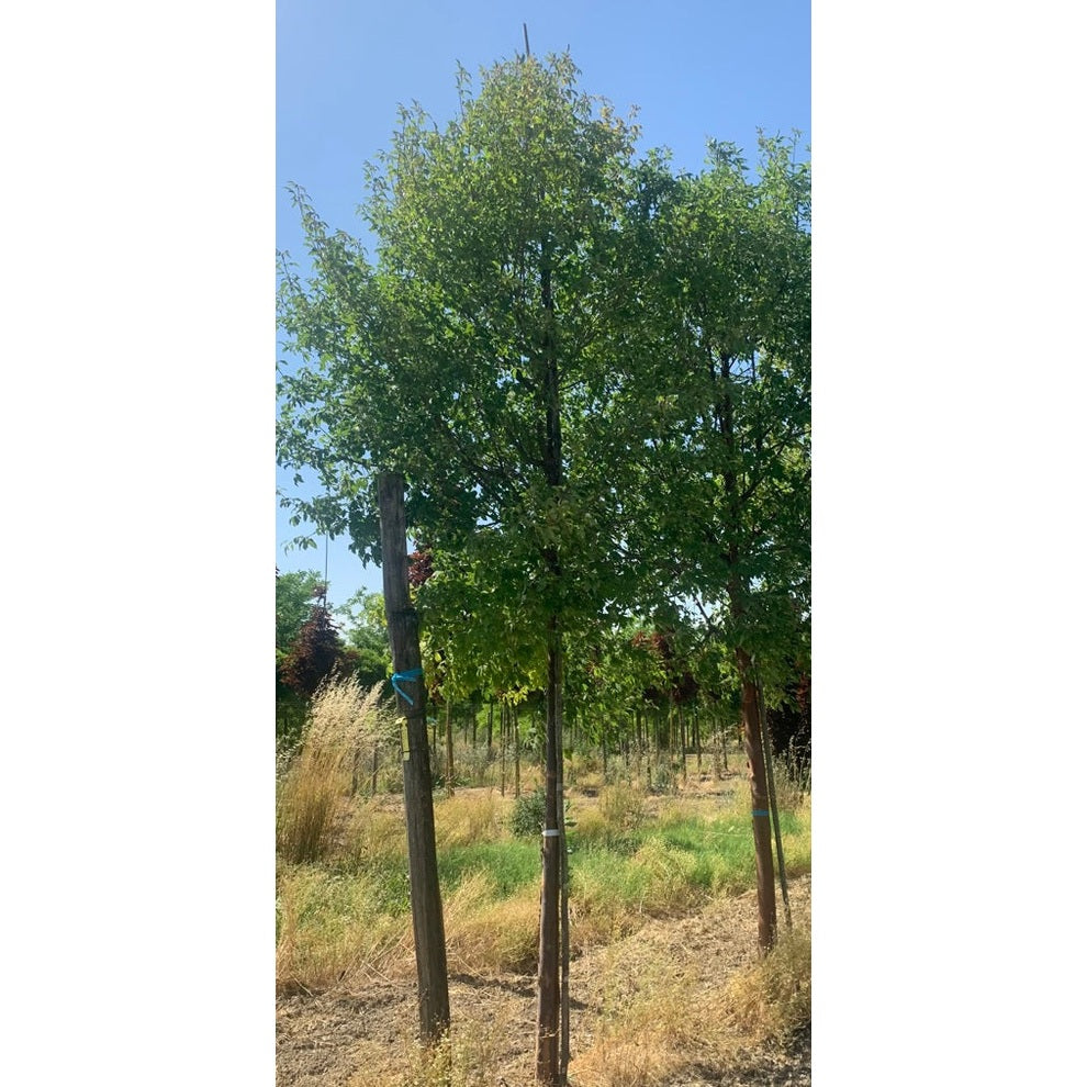 Kuparivaahtera - Acer griseum - Rungon ympärysmitta 20-25 cm, korkeus 4-4,5 metriä, HS,