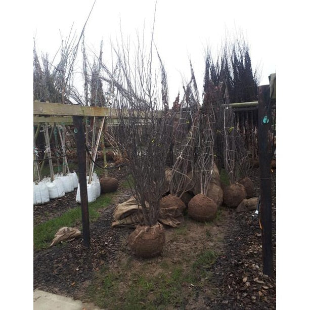 Judaspuu - Cercis siliquastrum 250-300 MS DRKL