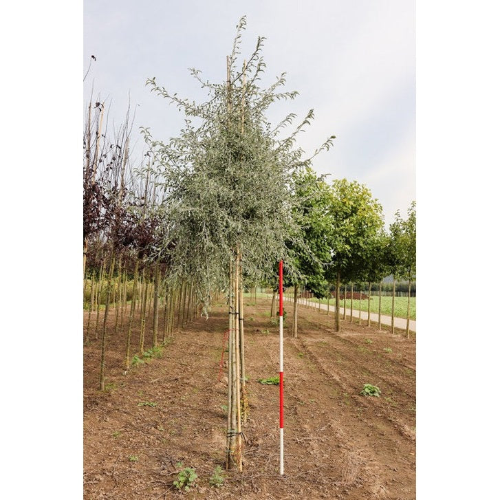 Silverpäron - Pyrus salicifolia &