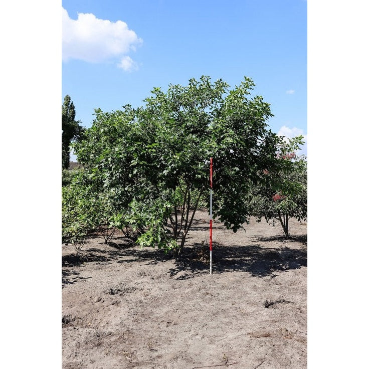 Viinirutokasvi - Ptelea trifoliata 300-350 MS