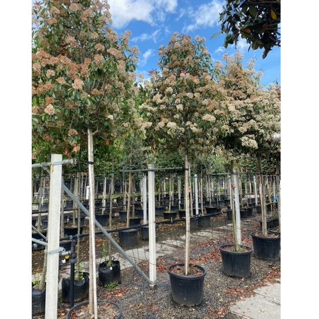 Glansmispel - Photinia fraseri &
