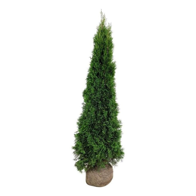Thuja occ. &