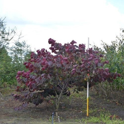Amerikkalainen judasträd - Cercis canadensis &