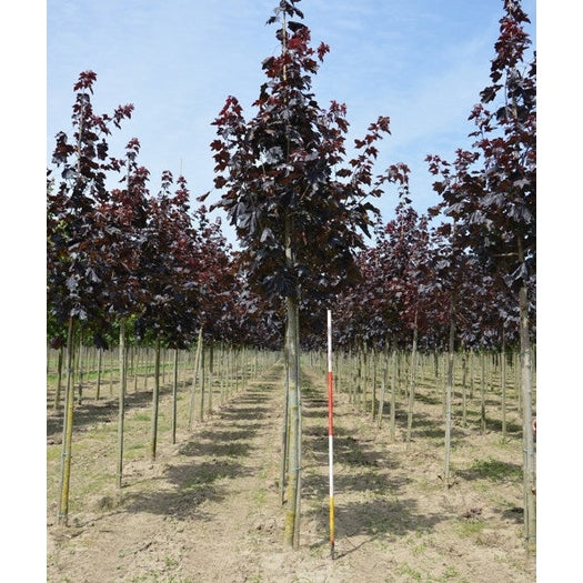 Vaahtera - Acer platanoides &