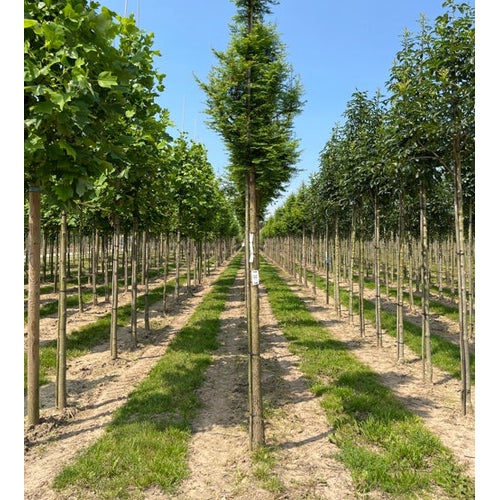 Kiinalainen sekvoia - Metasequoia glyptostroboides - Rungon ympärysmitta 18-20 cm, korkeus 4 +/- metriä, HS,