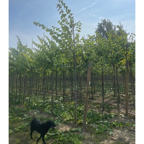 Amerikkalainen judasträdi - Cercis canadensis 12-14 225ST DRKL