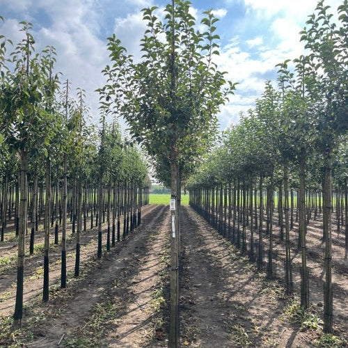 Koristeomenapuu - Malus &