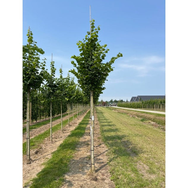 Bohuslind - Tilia platyphyllos &