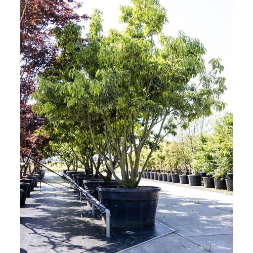 Ek - Quercus myrsinifolia 350-400 MS CONT