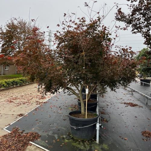 Japanilainen vaahtera - Acer palmatum &