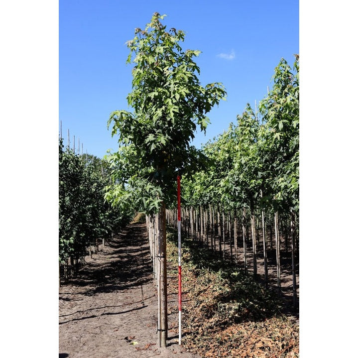Ambrapuu - Liquidambar styraciflua 12-14 HS, COCO