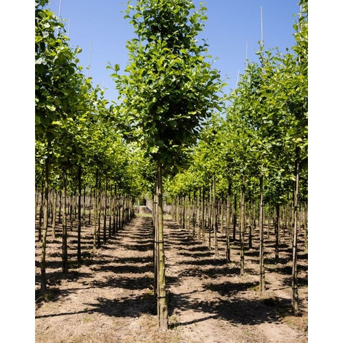 Klibbal - Alnus glutinosa - Rungon ympärys 16-18 cm, korkeus 3,5-4 metriä, HS, COCO