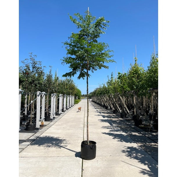 Kentucky kahvi - Gymnocladus dioica 12-14 HS, CONT