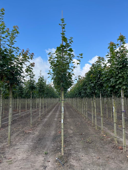 Vaahtera - Acer platanoides &