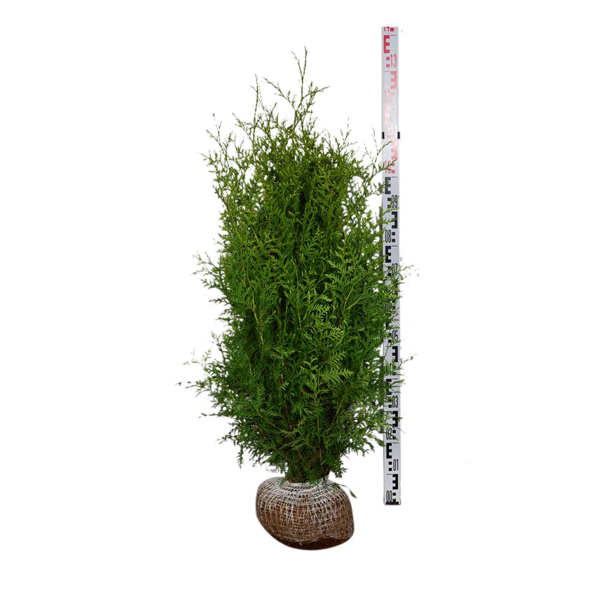 Thuja occ. &