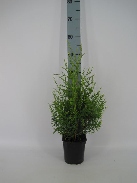 Thuja occ. &