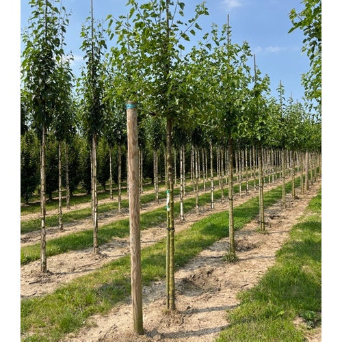 Valkoinen mulperi - Morus alba - Rungon ympärys 14-16 cm, korkeus 3,5-4 metriä, HS,