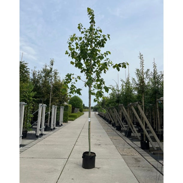 Rostlönn - Acer rufinerve 12-14 HS, CONT