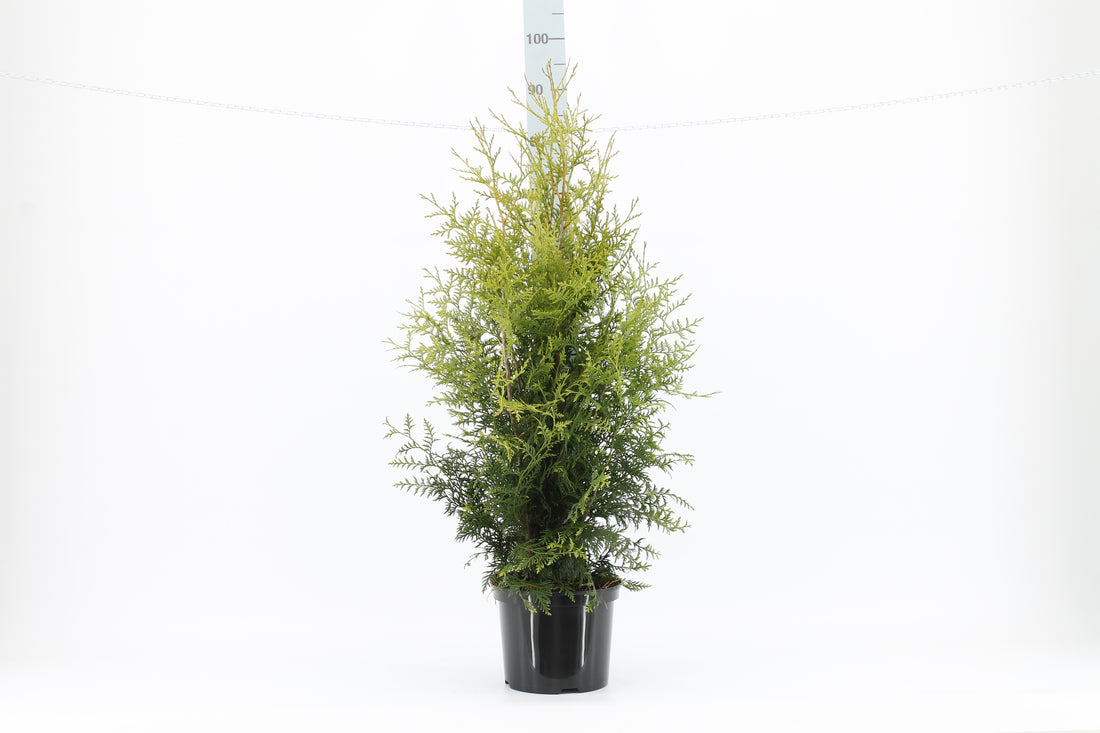 Thuja occ. &