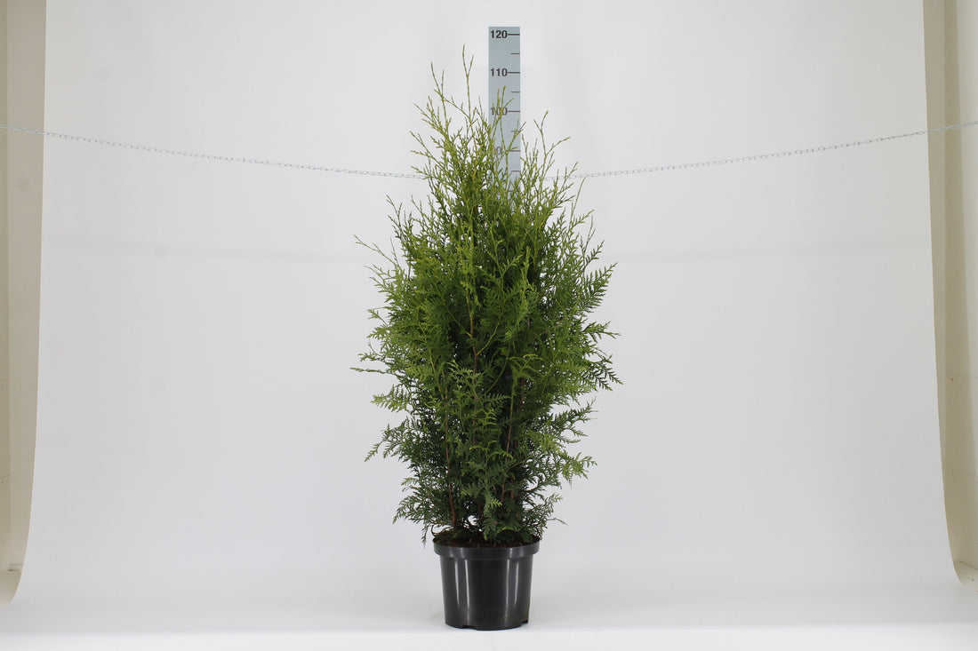 Thuja occ. &