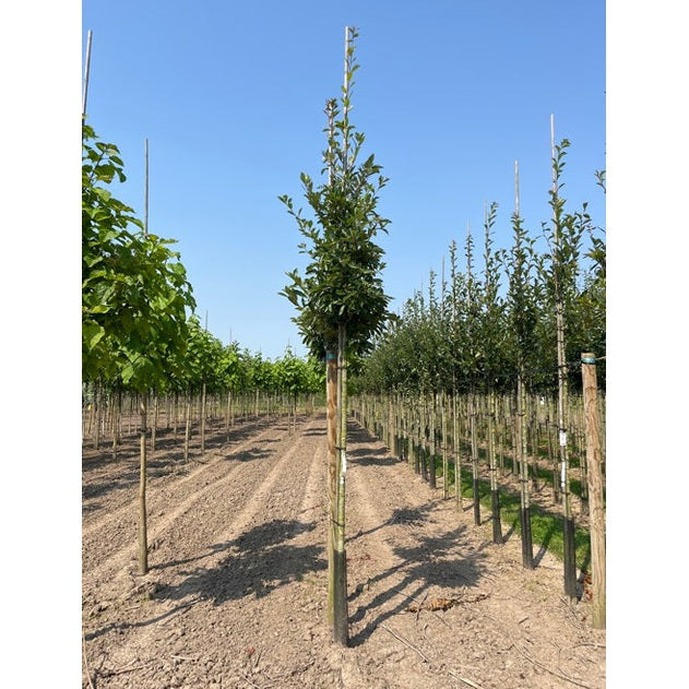 Glanshagtorn - Crataegus lavalleei &