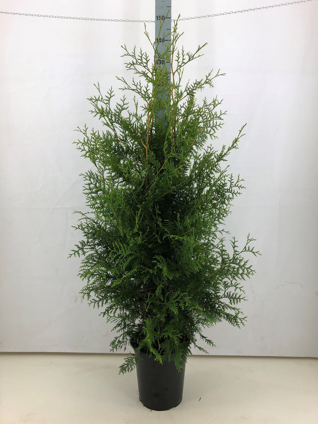Thuja occ. &