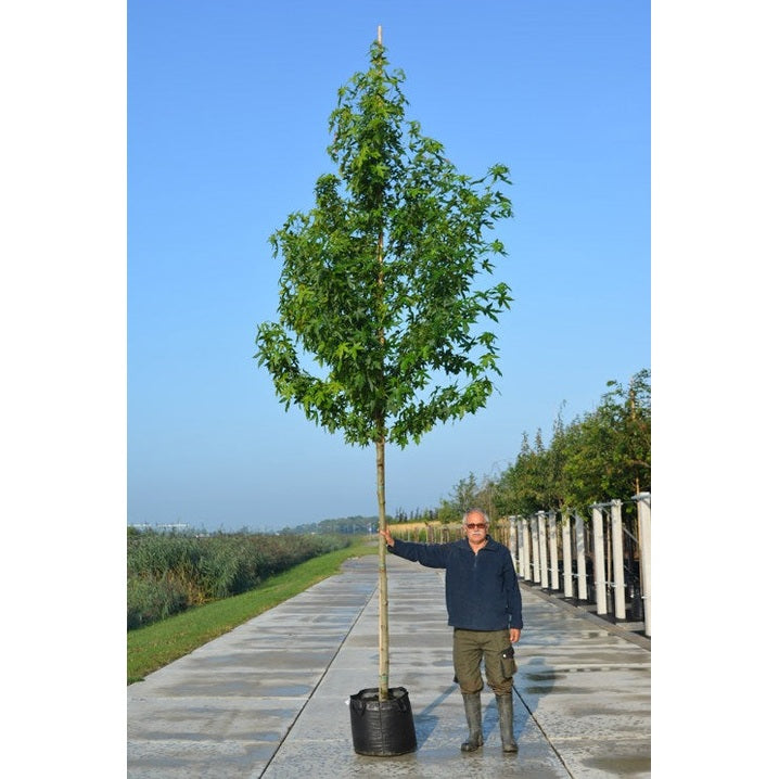 Ambrapuu - Liquidambar styraciflua &