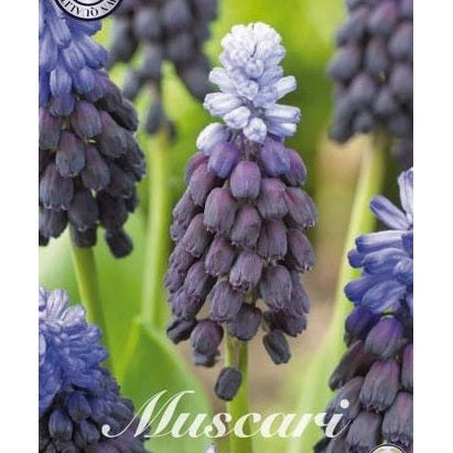 Leveälehtinen helmihyasintti - Muscari latifolium 15-pakkaus