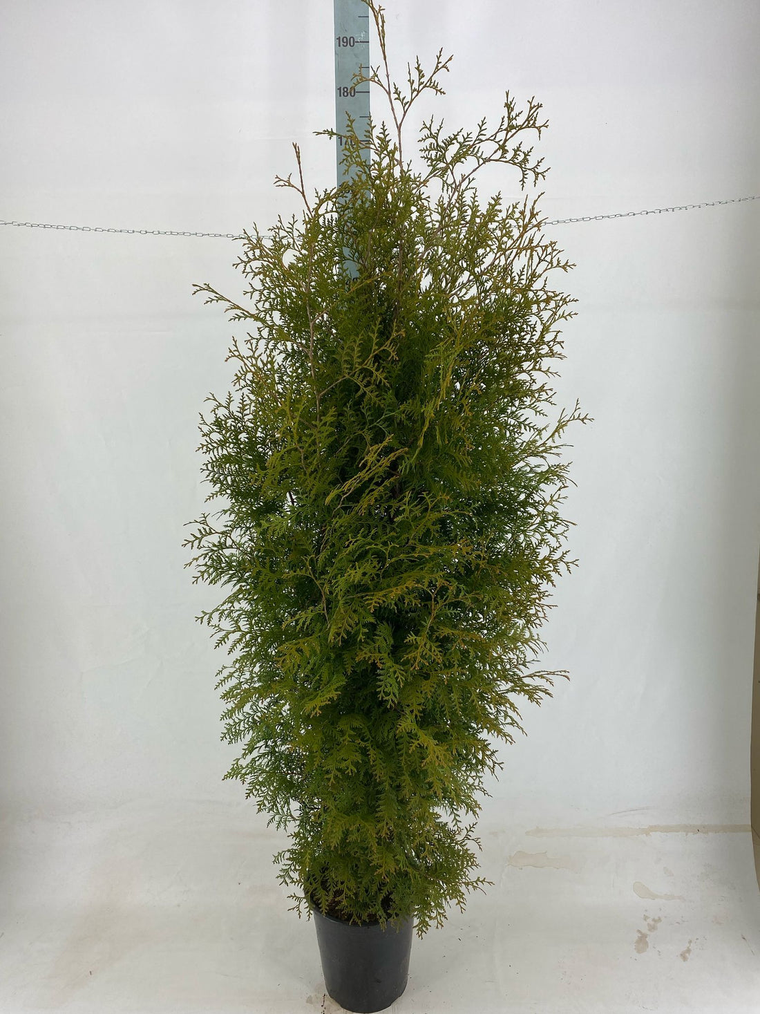Thuja occ. &