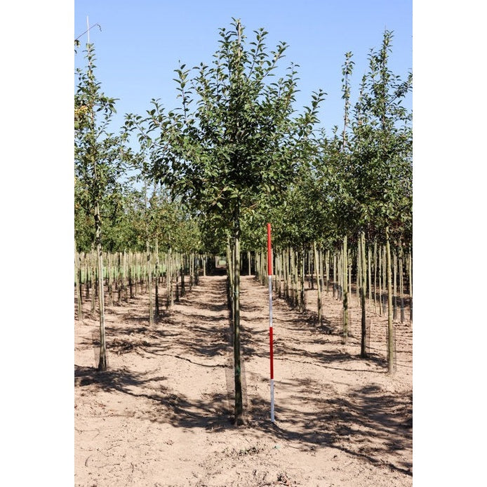 Koristeomenapuu - Malus &