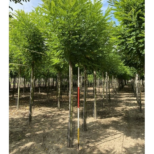 Robinia - Robinia pseudoacacia &