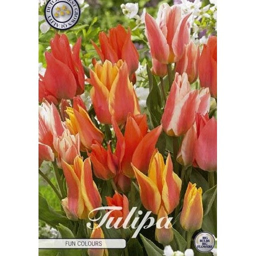 Tulppaani Fun Colours 5-pakkaus
