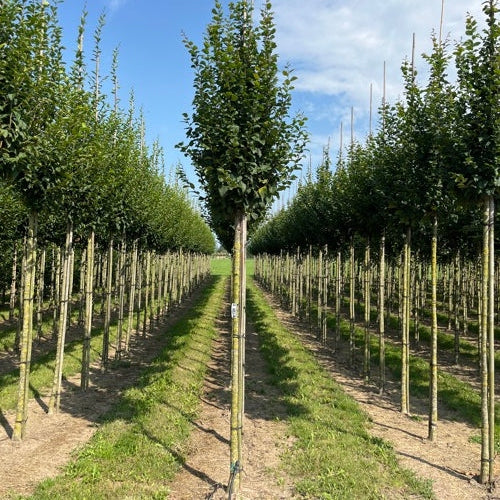 Pelarvenkirja - Carpinus betulus &
