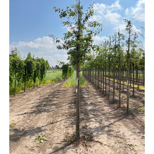 Koristeomenapuu - Malus &