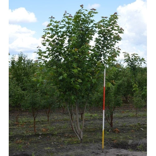Freemanpalkka - Acer freemanii SYKSYN LOIMU 300-350 MS