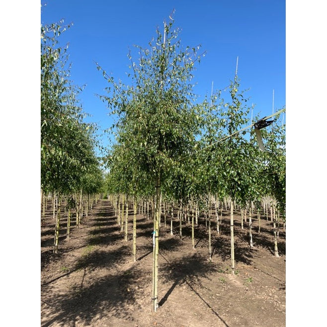 Häpykuusi - Betula pendula &