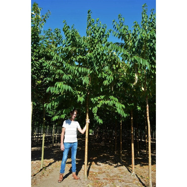 Näverhägg - Prunus maackii &