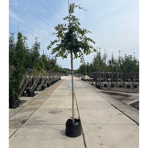 Papegojpensas - Parrotia persica - Rungon ympärys 16-18 cm, korkeus 3,5-4 metriä, HS, CONT