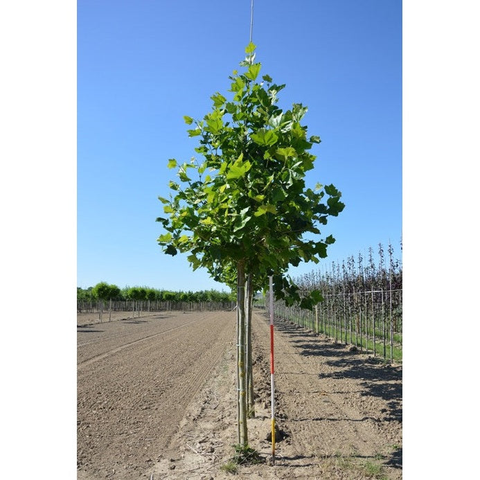 Platan - Platanus hispanica - Rungon ympärys 16-18 cm, korkeus 3,5-4 metriä, HS,