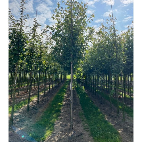 Freemanpensas - Acer freemanii &