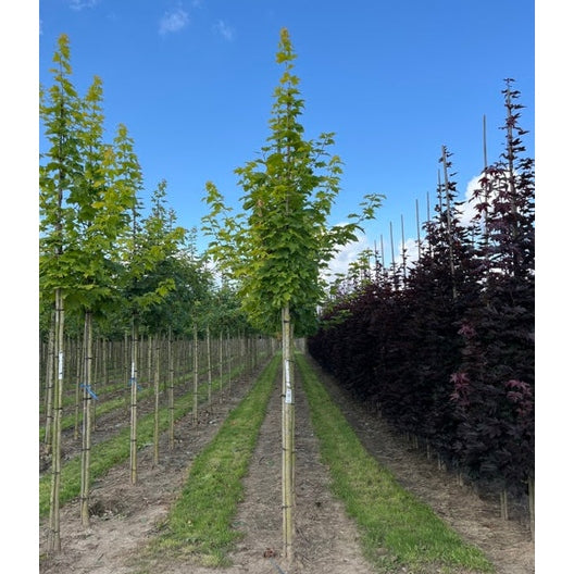 Vaahtera - Acer platanoides Princeton Gold 12-14 HS,