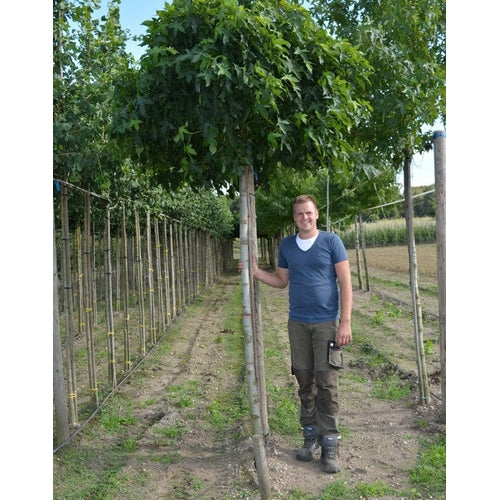 Ambrapuu - Liquidambar styraciflua &