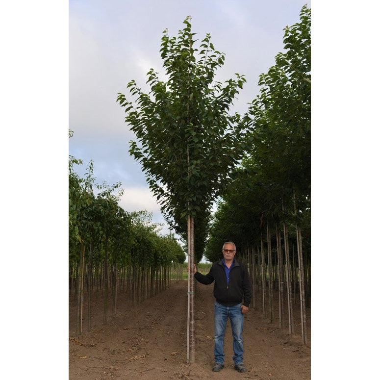 Makeamarja - Prunus avium &