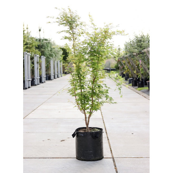 Japanilainen vaahtera - Acer palmatum &