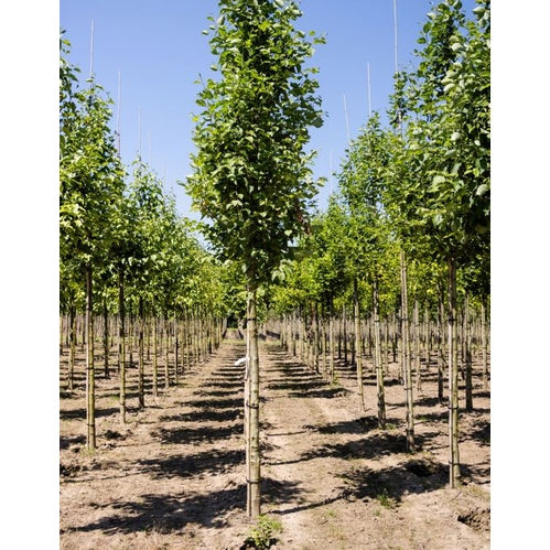 Harmaalepän - Alnus incana - Rungon ympärys 18-20 cm, korkeus 4 +/- metriä, HS, COCO