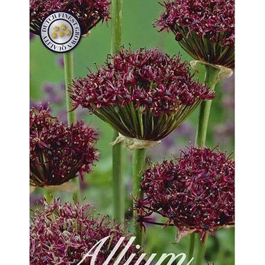 Allium Atropurpureum 10-pakkaus