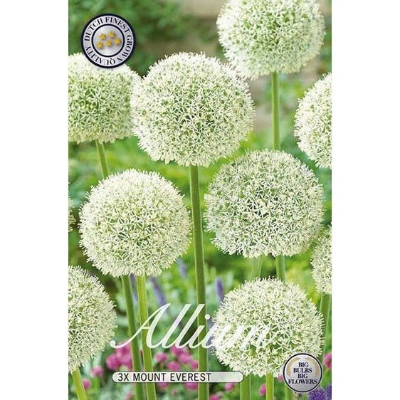Allium Mount Everest 3-pakkaus